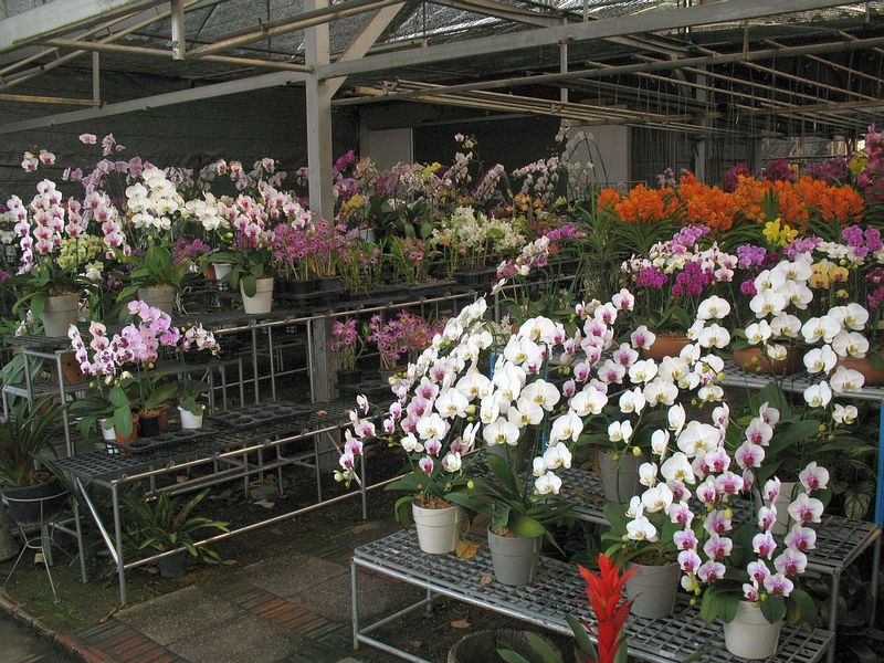 AT13.jpg :: A wide range of orchids can be seen here. 