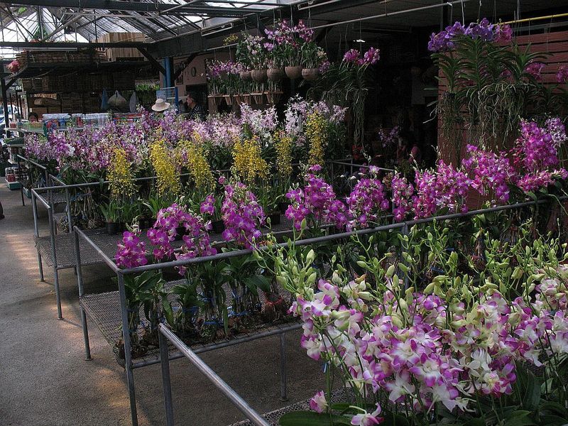 AT14.jpg :: These are some of the famous Thai Dendrobium hybrids that are grown for cut flower exports.