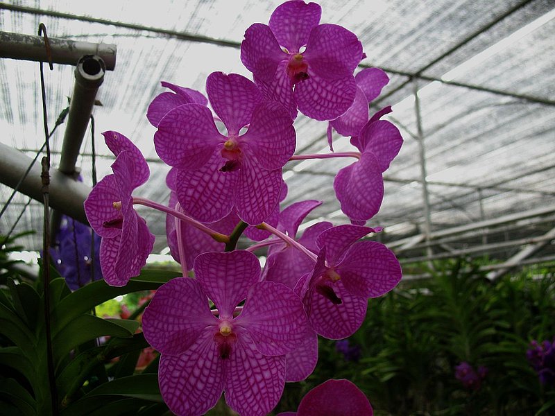 CD14.jpg :: Because the plants on display are not sold, many of them have grown into large specimens, and they make a very impressive display when they are in flower.