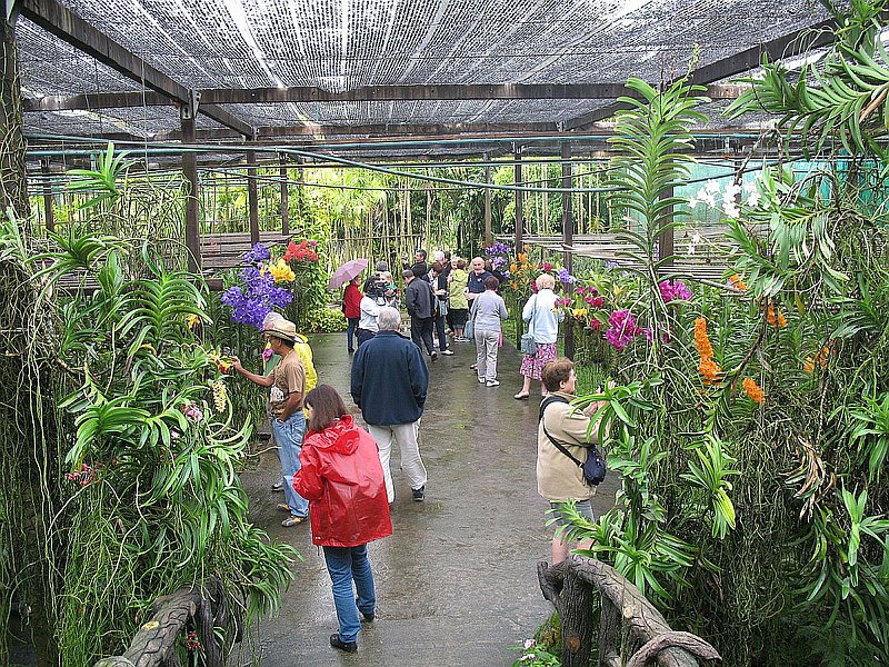 CD16.jpg :: This orchid farm does not sell plants but makes its money from charging an entrance fee and selling orchid-related souvenirs. 