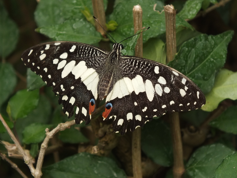 CD18.jpg :: There are also other attractions here, such as an enclosed butterfly house.