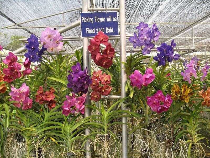 CD2.jpg :: We will first visit an orchid farm on the outskirts of Chiang Mai.