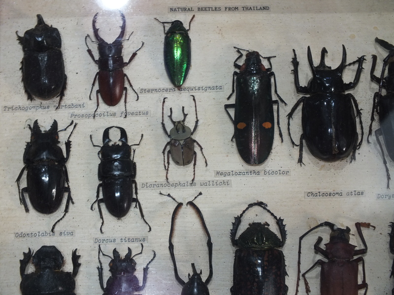 CD22.jpg :: Here you can see displays of some of the many insects that can be found in Thailand.