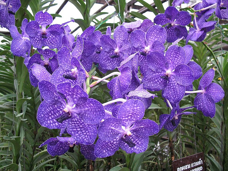CD3.jpg :: Many years ago, when hobbyists talked about Vandas, they referred to the famous blue Vanda, Vanda coerulea.