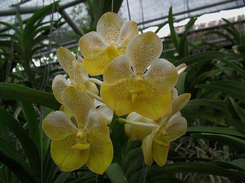 CD4.jpg :: Over the years, a multitude of different Vanda hybrids have been produced in Thailand. Many are still not officially named and are only referred to as a number.