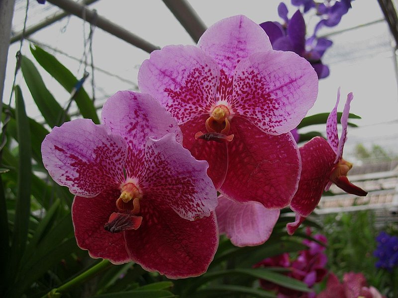 CD5.jpg :: Thailand is famous for its Vanda hybrids.