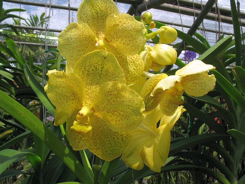 CD6.jpg :: These orchid hybrids flower all year round, and put on a particularly good display in March.