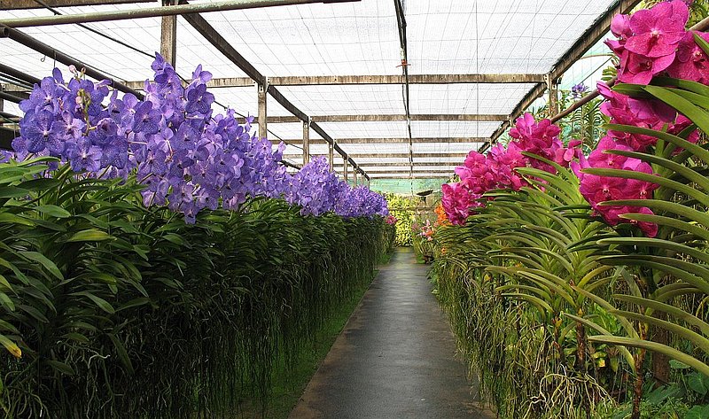 CD9.jpg :: You can enjoy a leisurely hour, just ambling around surrounded by beautiful, flowering orchids.
