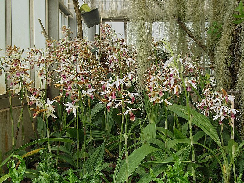 D.jpg :: some of the group plantings, like this one of Phaius tankervilliae, make a very impressive display.
