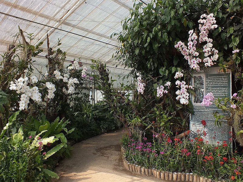 E.jpg :: They also have plenty of orchid hybrids on display here.