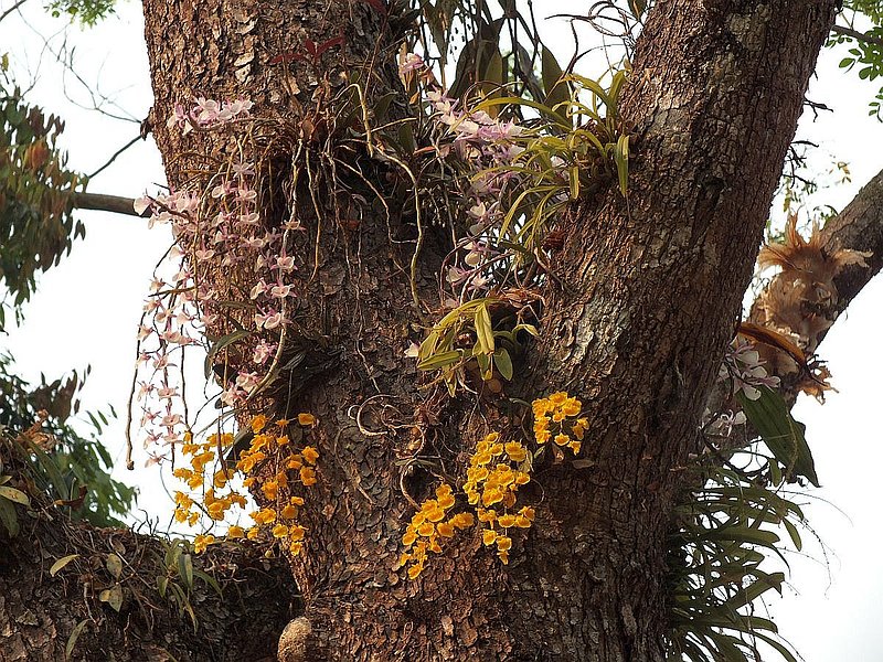 F18.jpg :: Dendrobium primulinum and Dendrobium lindleyi.