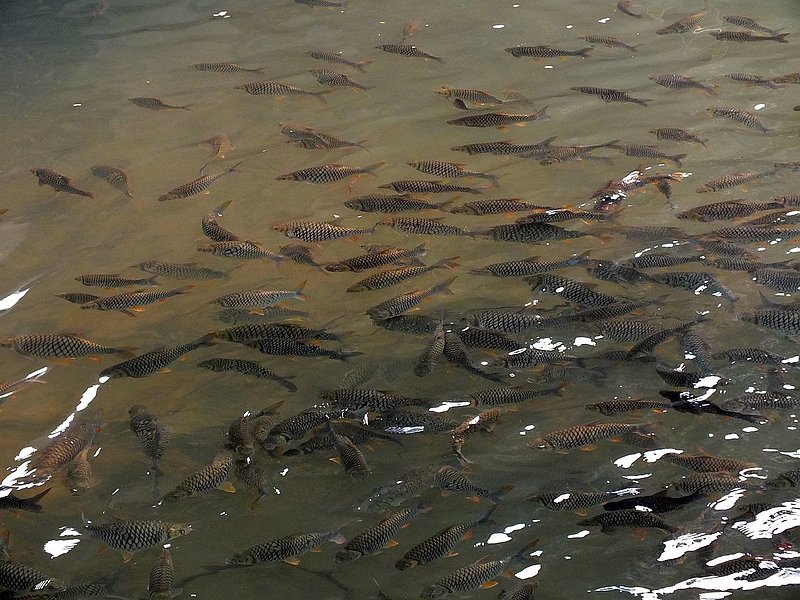 F2.jpg :: Alongside the riverbank, large shoals of fish can be seen. They gather here because they are regularly fed by visitors to the temple.