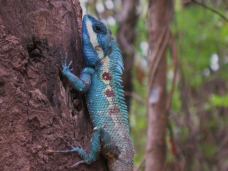 F21.jpg :: You may also see some of the smaller forms of wildlife here. March is the breeding season for this lizard, and the males take on this bright blue colour to attract a mate.
