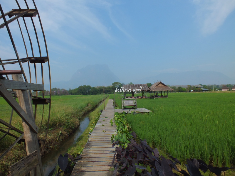 F22A.jpg :: And enjoy the view out over the rice fields.