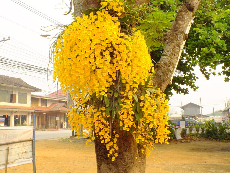 F23.jpg :: Then, in the afternoon, take a drive around the area visiting some of the local villages.
This stunning plant was seen by our group in March 2023, growing outside a restaurant in the old town.
