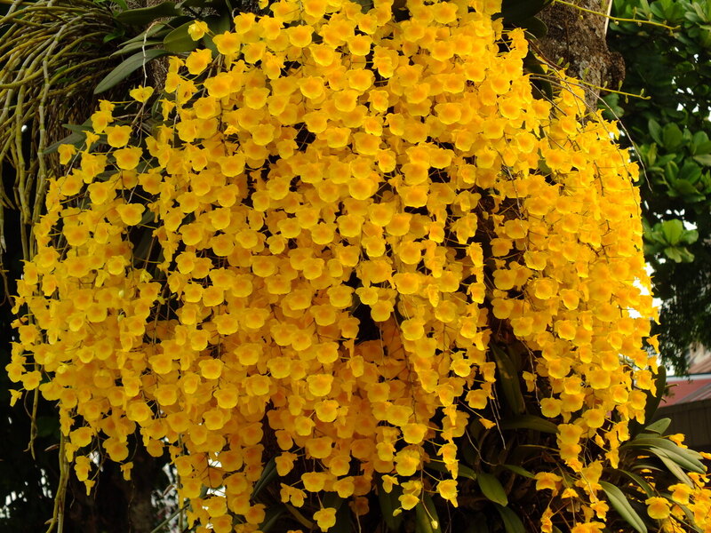 F24.jpg :: On closer inspection, it was obvious that it was a collection of smaller plants that had all been tied onto the tree.
