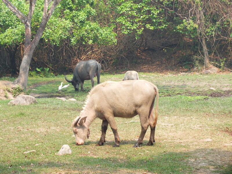 F4.jpg :: Then we will go to a local hot springs. Alongside the road, you will be able to see the native water buffalo grazing.