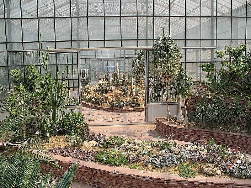 G.jpg :: You often find groups of school children viewing the cactus collection. They seem fascinated by such unusual plants, 
and not so interested in the common plants that they see every day, like orchids.