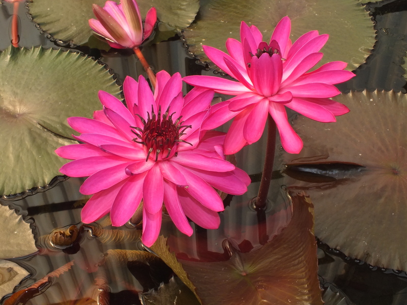 H1.jpg :: Some of the water lilies are very brightly colored. 