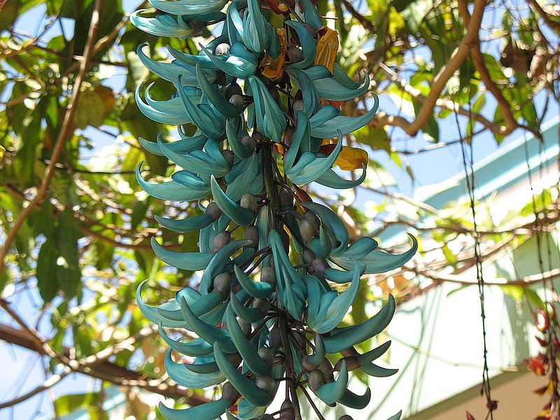 M.jpg :: The walkway is enclosed by metal frames, which are used to display climbing plants such as this Jade vine.