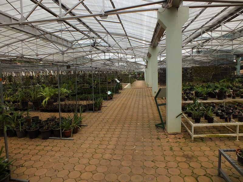 O.jpg :: From here, we will drive a short distance to view the garden's official orchid collection.
A comprehensive collection of orchid species that grow in Thailand are on display here.