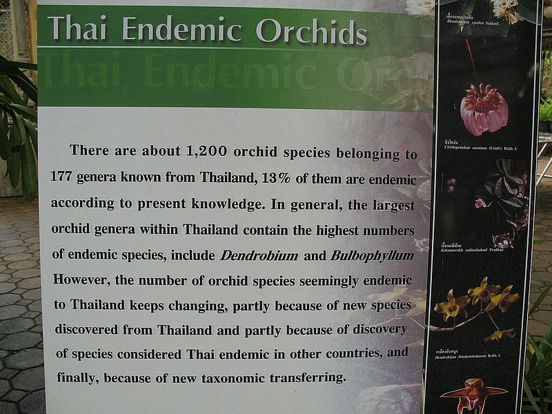 P.jpg :: Whenever viewing a collection of orchid species, you always think how nice it would be to see them growing in the wild.
As our tour members will have seen over the past few days.