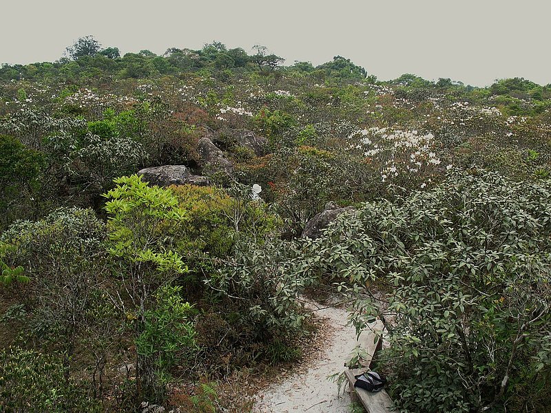 PL10.jpg :: In the morning, we will be taken along a trail that the local rangers have aptly called 'the orchid garden'. 
The trail we will follow is flat and very easy to manage.
