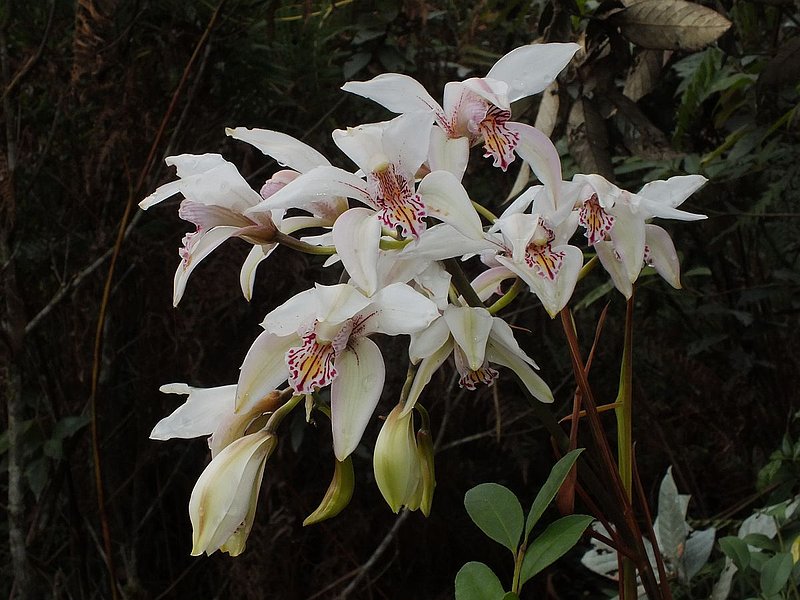 PL11.jpg :: Another species that will be in flower here, that we will not have seen anywhere else on the tour, is Cymbidium seidenfadenii. (Often confused with C. insigne.)
