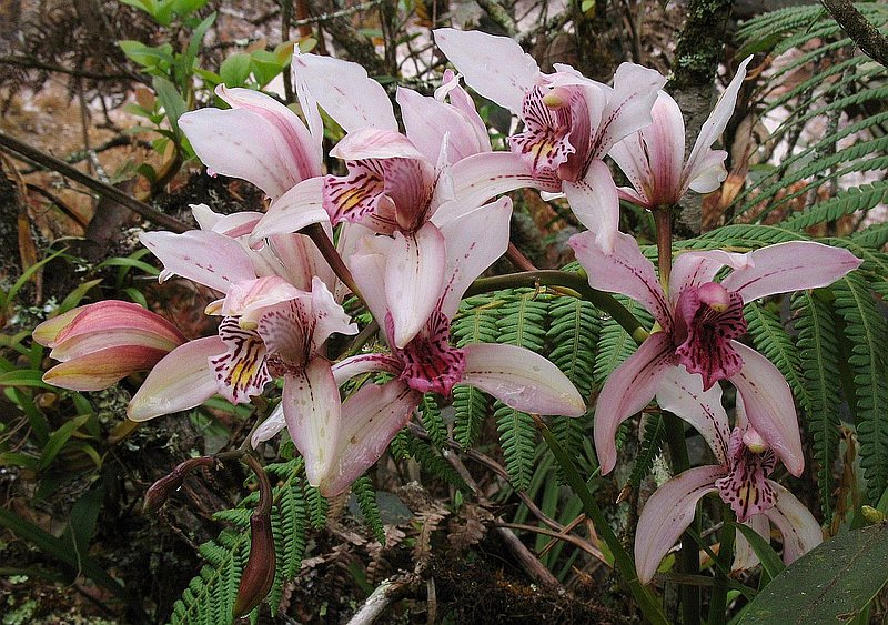 PL13.jpg :: It is quite variable in colour from almost pure white to rose pink.
