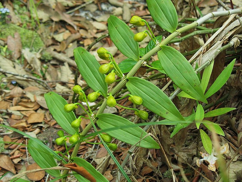 PL15.jpg :: We will find some plants like this Dendrobium chrysanthum, which are only days away from opening.