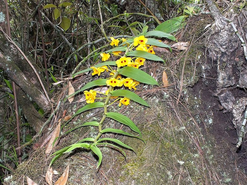 PL16.jpg :: However, because of the many different microclimates, some plants are more advanced in their growth, and if we find a plant in full bud, then somewhere along the trail we should find one in flower.