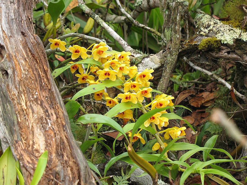 PL17.jpg :: This species can usually be found growing on the ground in the shade of trees.
Dendrobium chrysanthum.