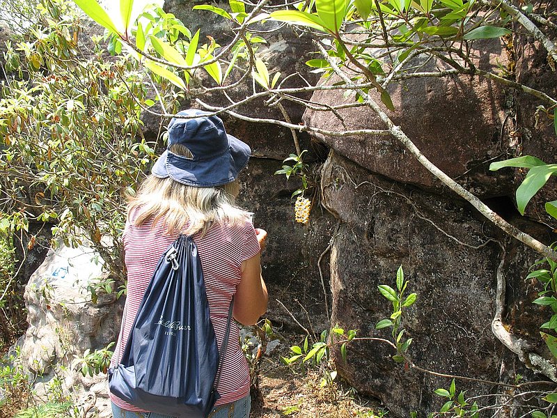 PL18.jpg :: Because the orchids are mostly growing on rocks and the ground, and there are so many to be seen, today should be the most rewarding day of the tour.