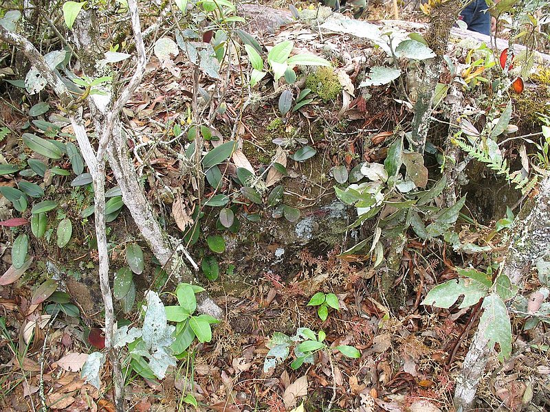 PL19.jpg :: Sometimes it's quite easy to walk past plants without realising that they are actually in flower. 
This Bulbophyllum species can be seen on several rocks along the trail.