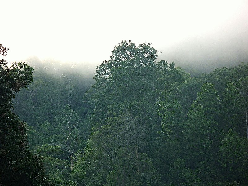 PL2.jpg :: We will be going to a protected 'Wildlife Sanctuary'. Only authorised visitors with official permits are allowed into this sanctuary, and Peter will arrange for these to be issued before our visit. 