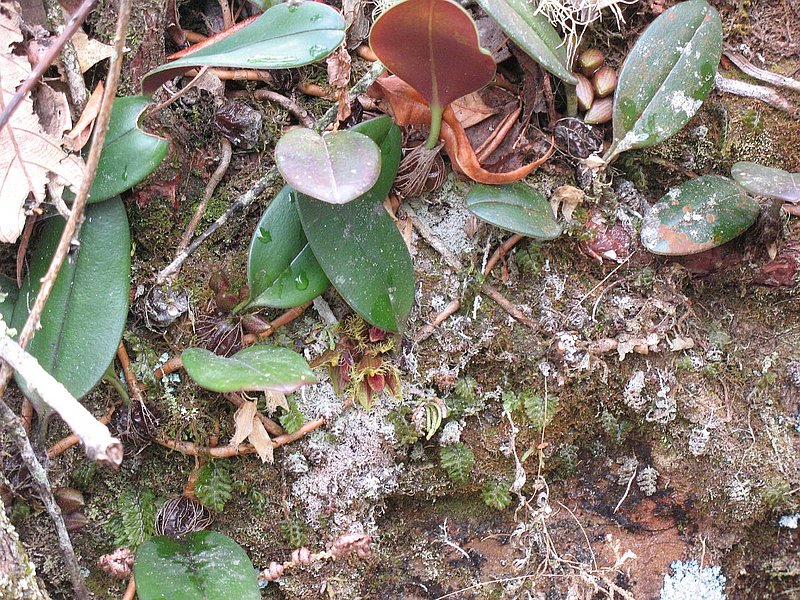 PL20.jpg :: The flowers of this species appear very close to the base of the plant and are often hidden by leaf litter and moss.