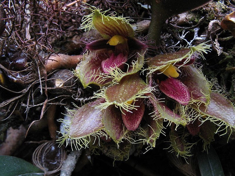 PL21.jpg :: Bulbophyllum dayanum.