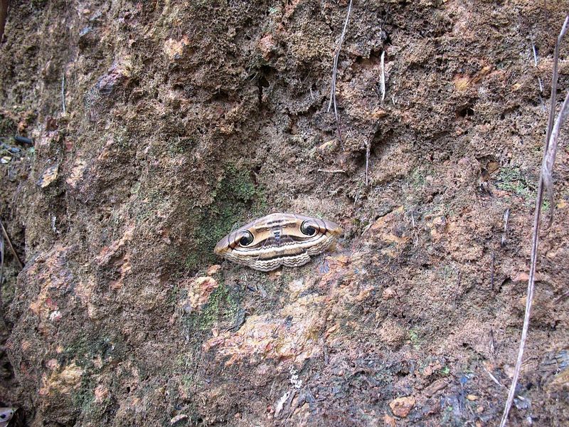 PL23.jpg :: A strange face from a distance - turns out to be a moth!