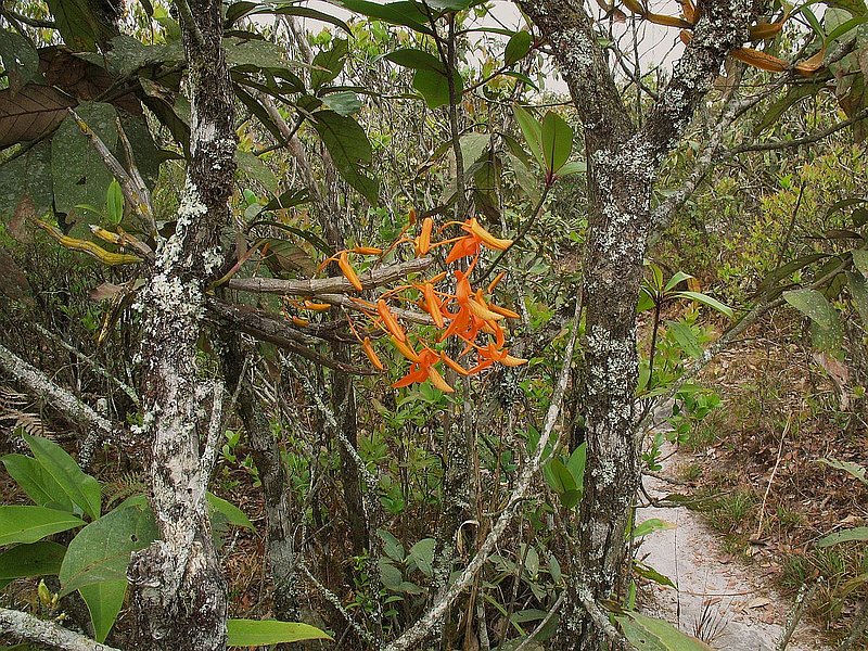 PL24.jpg :: The trek today is easy, and we will be walking slowly, with the aim of allowing you plenty of time to find the orchids in flower and to take photographs of them.
