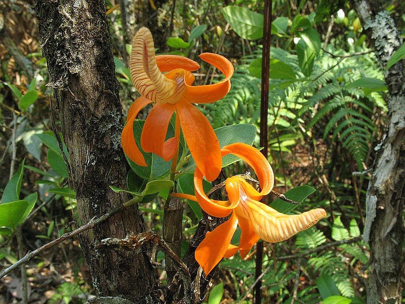 PL25.jpg :: The bright orange Dendrobium unicum can be found growing in many places alongside the trail, both on the trees and rocks.