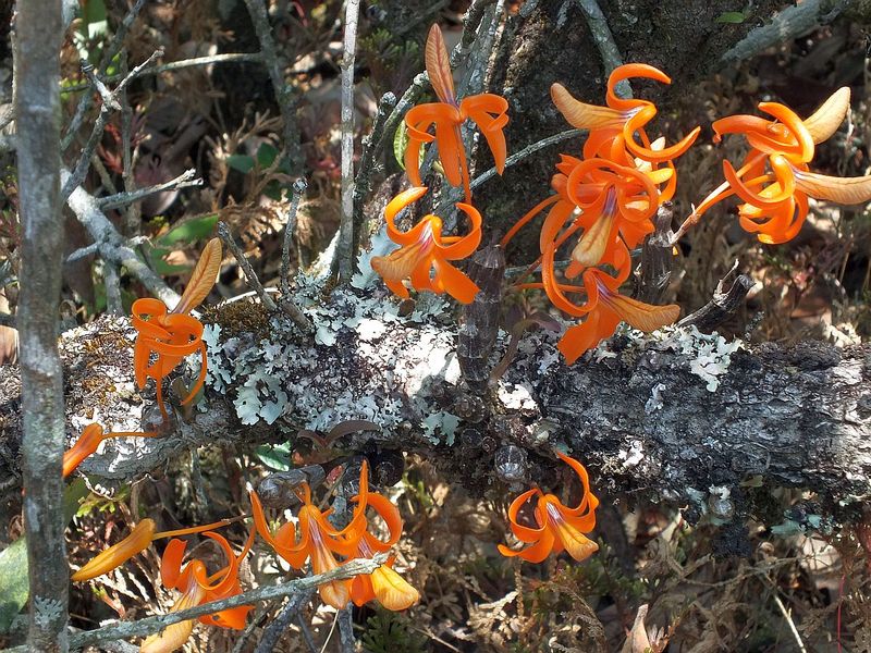 PL28.jpg :: Some trees alongside the trail are covered with plants of this species.