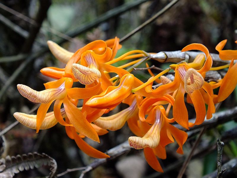 PL29.jpg :: Dendrobium unicum.