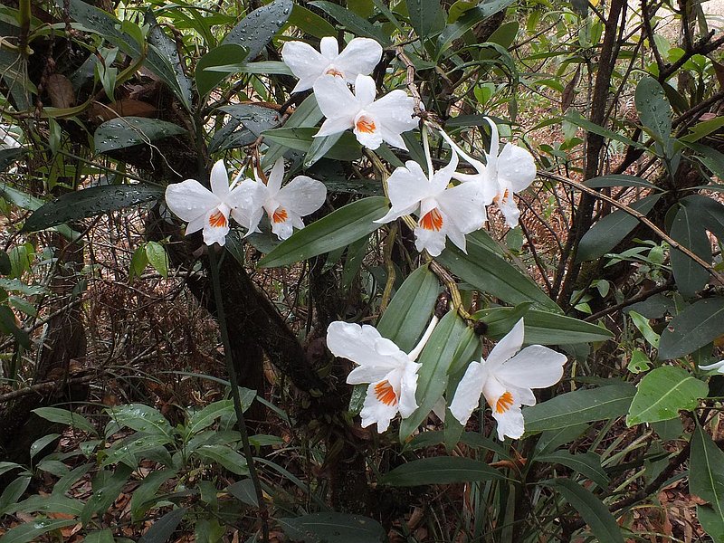 PL30.jpg :: Dendrobium wattii grows in large numbers along this trail.