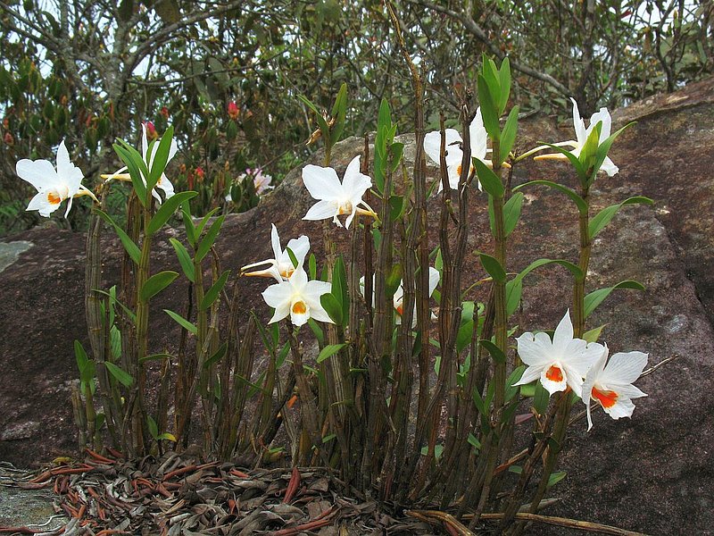 PL31.jpg :: This group were growing on top of a large boulder - perfectly positioned for photographing.