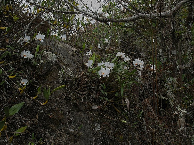 PL32.jpg :: This is the kind of trek where you can walk around a corner and be greeted with a sight like this!
