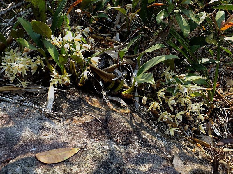 PL32A.jpg :: Many different species will be seen on this trail.