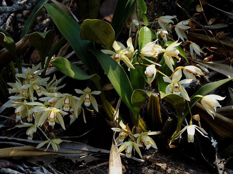 PL32B.jpg :: Coelogyne flaccida