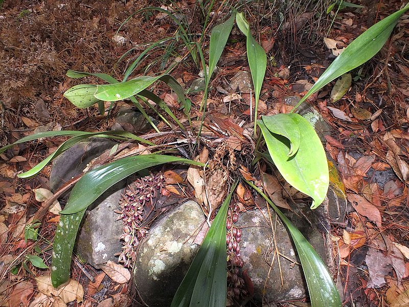 PL34.jpg :: Hidden amongst the rocks and leaf litter, here you can find Cymbidium devonianum.