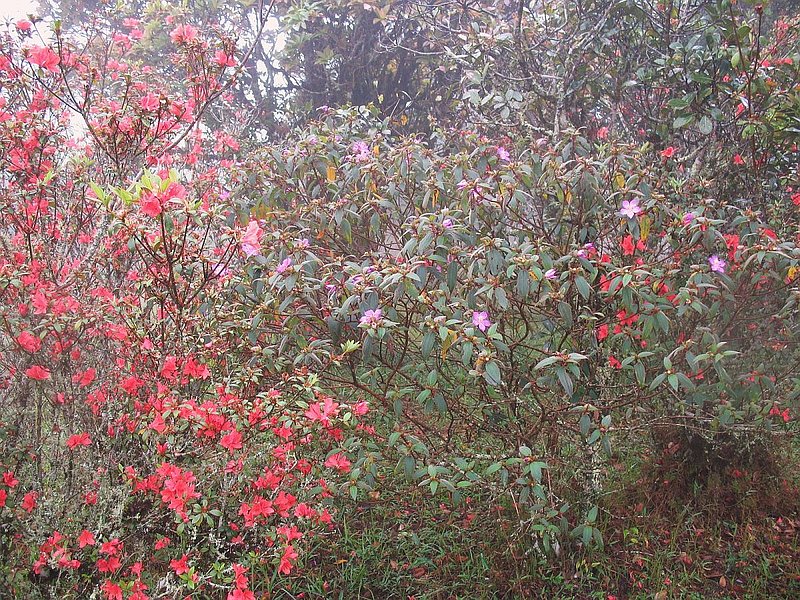 PL36A.jpg :: Because of the altitude, temperate plants such as Azaleas and Cistus grow on the high plateau of the mountain. It must have been a surreal moment when the first explorers reached the mist-shrouded summit of this mountain, and then came upon forests of these plants all in flower.