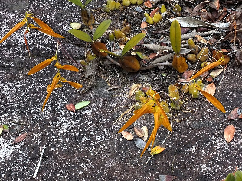 PL38.jpg :: Just a short distance from the path, we will see rocks covered with Bulbophyllum wallichii.